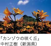 入選「カンゾウの咲く丘」 中村正樹（新潟県）