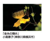 金糸の輝き　小島恵子