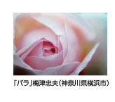 バラ　梅津忠夫