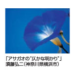 アサガオの“仄かな明かり” 須藤弘二