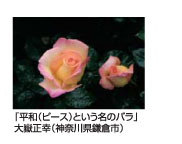 平和(ピース)という名のバラ　大嶽正幸