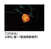 コウホネ　小牟礼俊一