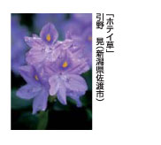 ホテイ草　引野　晃