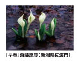 早春　斎藤達彦