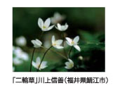 二輪草　川上信善