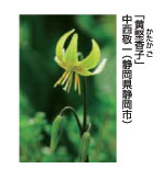 黄堅香子　中西敬一