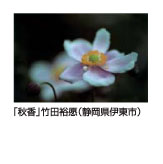 秋香　竹田裕愿