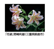 花姿　野崎利雄