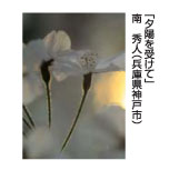 夕陽を受けて　南　秀人