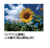 ヒマワリと蜜蜂　八木慶市
