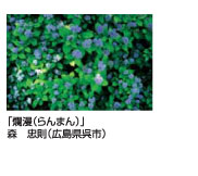 爛漫（らんまん）森　忠則