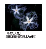 糸を吐く花　森田道昭
