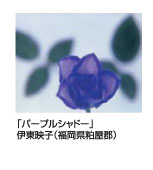 パープルシャドー　伊東映子