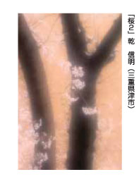 「桜２」乾　信明