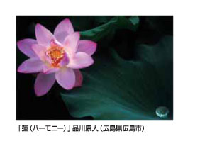 「蓮(ハーモニー)」品川康人