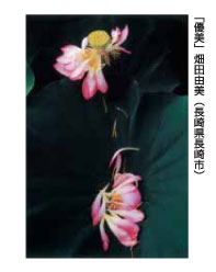 「優美」畑田由美