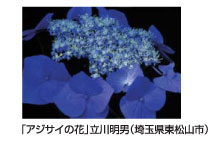 「アジサイの花」立花明男