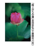 「雨上がりの蓮」吉田忠弘