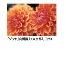 「ダリア」高橋信夫