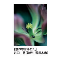 「触れなば落ちん」谷口　晃