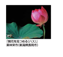 「開花を見つめる」栗林栄市