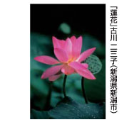 「蓮花」古川二三子