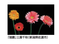 「競艷」土屋千秋