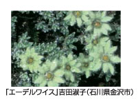 「エーデルワイス」吉田淑子