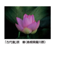 「古代蓮」原　修