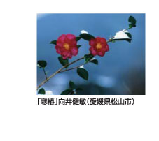 「寒椿」向井健敏