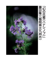 「幻の花葱」藤田隆一