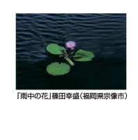 「雨中の花」篠田幸盛