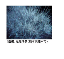 「白梅」黒瀬博恭