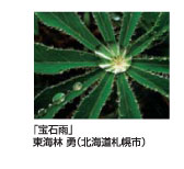 「宝石雨」東海林　勇