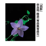 「孤影」奈良岡　隆造