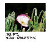 「誘われて」渡辺政一