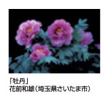 「牡丹」花前和雄