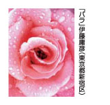 「バラ」伊藤庸彦