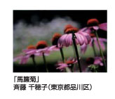 「馬簾菊」斉藤千穂子