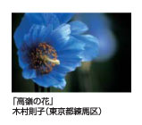 高嶺の花　木村則子