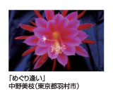 めぐり逢い　中野美枝