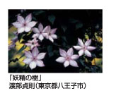 妖精の樹　渡部貞則