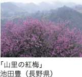 入選「山里の紅梅」 池田豊（長野県）
