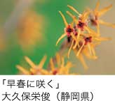 入選「早春に咲く」 大久保栄俊（静岡県）