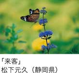 入選「来客」 松下元久（静岡県）
