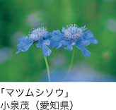 入選「マツムシソウ」 小泉茂（愛知県）