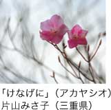 入選「けなげに」（アカヤシオ） 片山みさ子（三重県）