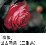 入選「寒椿」 世古満美（三重県）