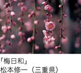 入選「梅日和」 松本修一（三重県）
