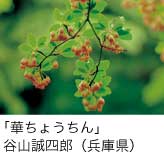 入選「華ちょうちん」 谷山誠四郎（兵庫県）
